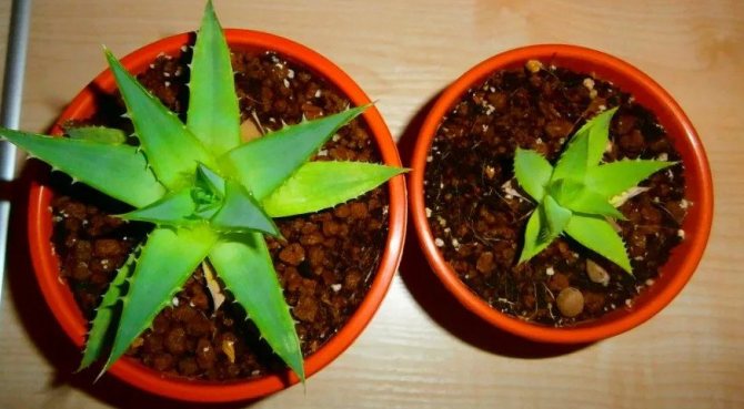 Aloe transplant