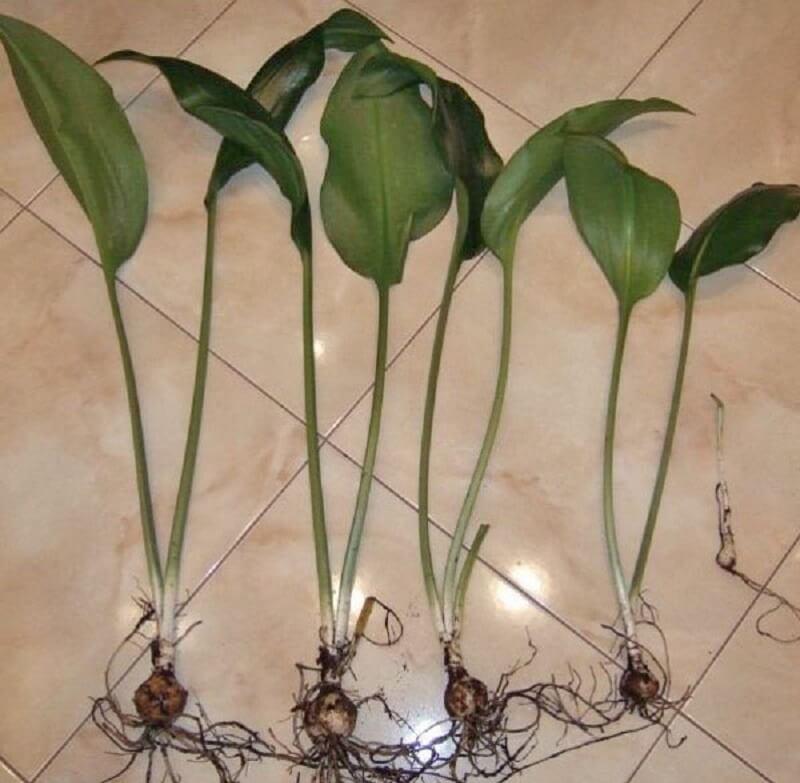 Amazon lily transplant