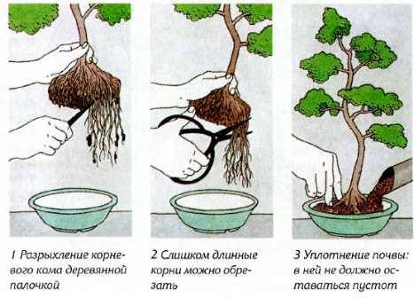 Pemindahan bonsai