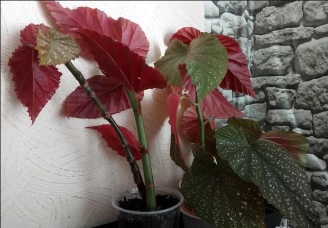 Transplantace květu Begonia