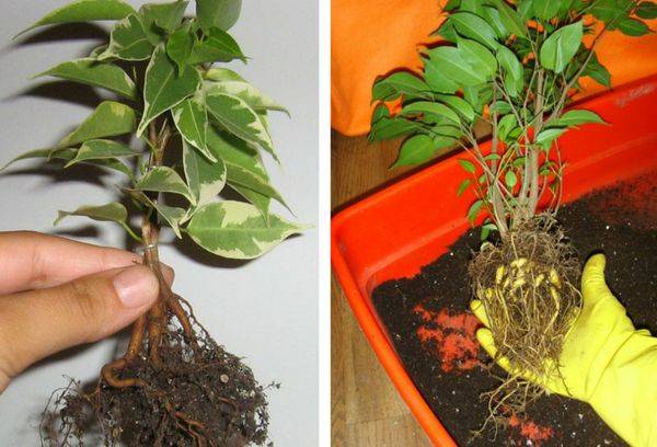 Ficus transplant