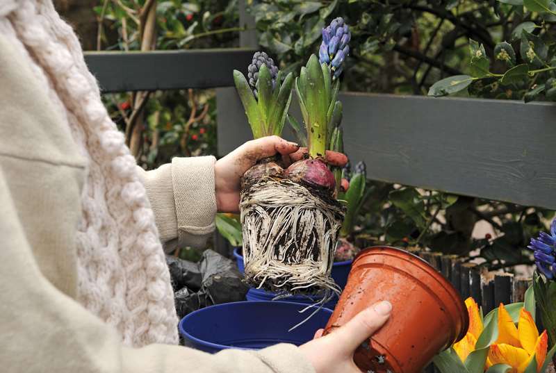 Transplantace hyacintu