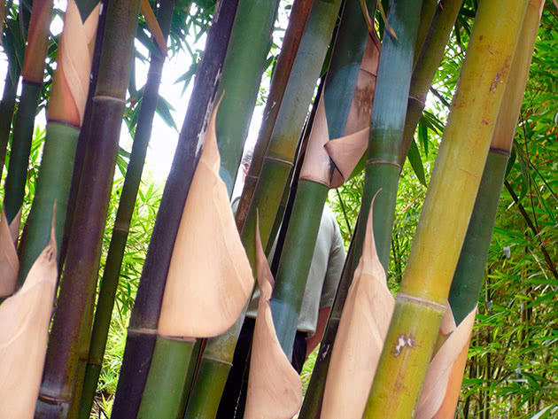 Transplantation och reproduktion av bambu