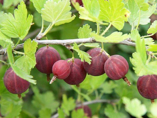 Присаждане на цариградско грозде на ново място през есента