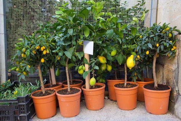 Transplanting a lemon into a new pot