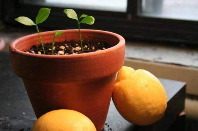 زرع الليمون في إناء جديد