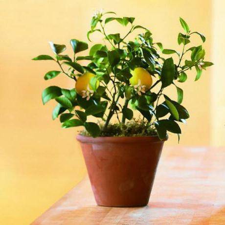 Transplanter un citron dans un nouveau pot