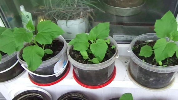 Transplanting cucumbers to a permanent place