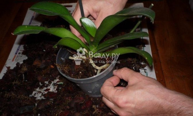 Transplanting an orchid into a new substrate