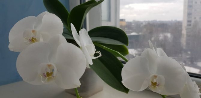 orkidétransplantation under blomningen