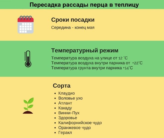Infographie de transplantation de poivre