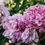 Peony transplant step by step. When and how to transplant a peony?