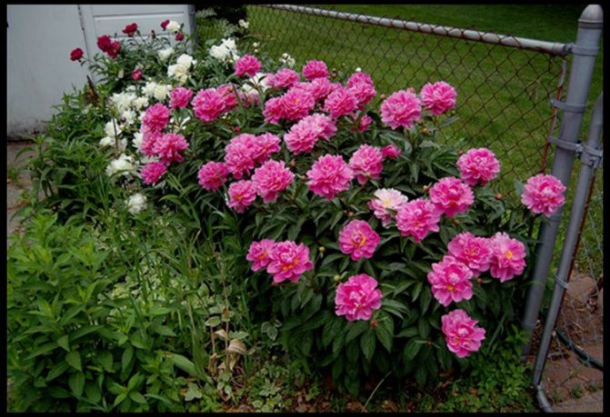 Transplanting peonies in the spring from one place to another