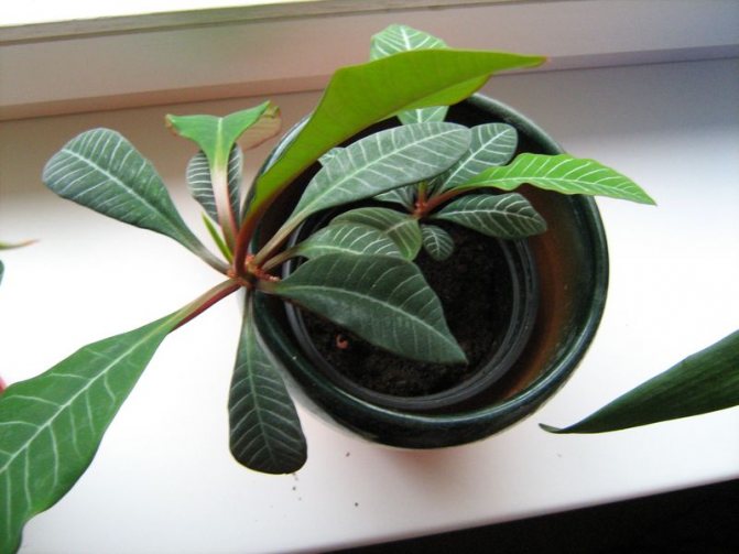 plant transplant