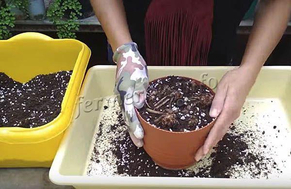 Transplant into a larger pot with soil replacement and complete pruning of the shoots
