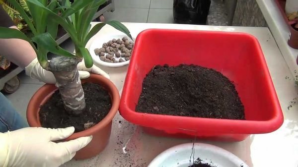 transplant ng yucca