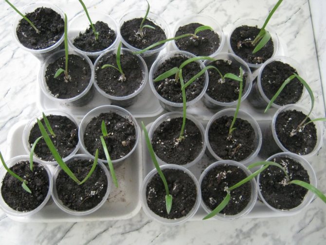 Transplanted hippeastrum seedlings