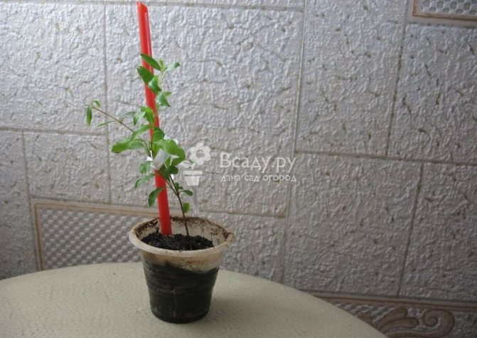 Transplanted young home pomegranate