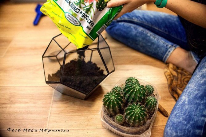 Přesazujeme kaktus správně do nového květináče. Foto instrukce s popisem