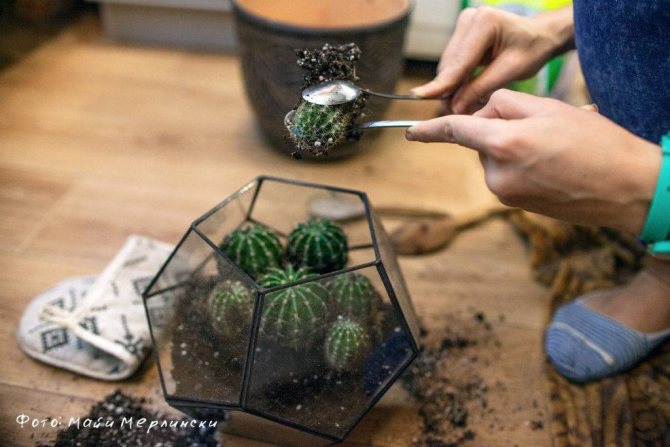 We transplant the cactus into a new pot correctly. Photo instruction with description