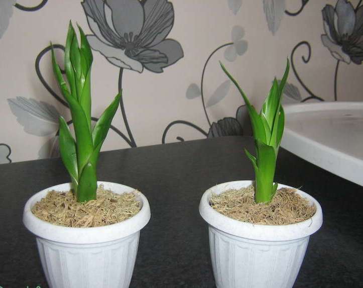 It is advisable to transplant the children to a permanent place in separate flower pots in the spring, which will allow the young plant to adapt to the new growing place as soon as possible