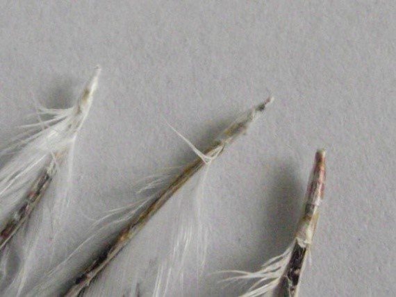 Feather mites attack the spine of a bird's feathers. Feathers become brittle
