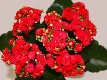 Kalanchoe flowering period