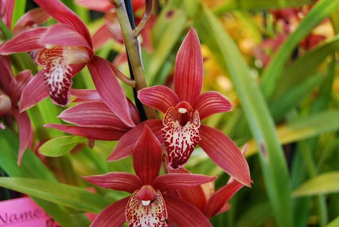 Cymbidium orchid flowering period