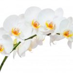 Tempoh berbunga orkid di rumah