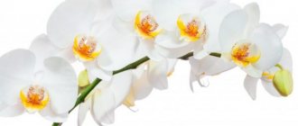 Orchid na panahon ng pamumulaklak sa bahay