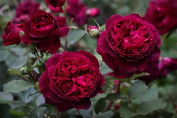 Blommande period av rosor