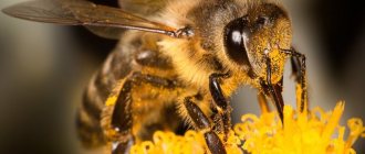 Периодът от живота на пчелата