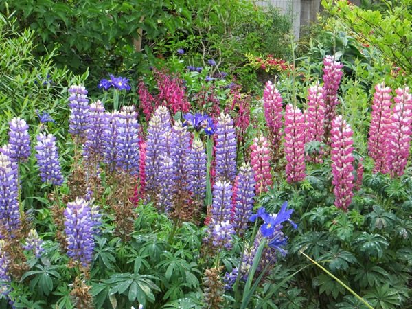 Feed the perennial periodically to ensure lush blooms