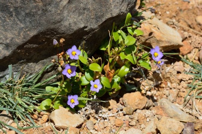 Perská fialová ve volné přírodě