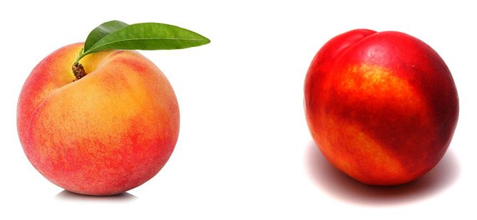 Peach and nectarine