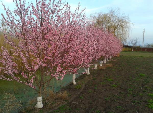 Pfirsichpflege im Frühjahr