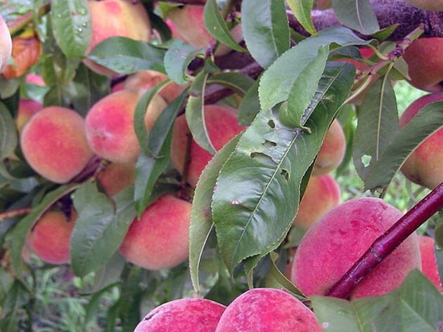 A peach in your garden: planting, grooming and pruning