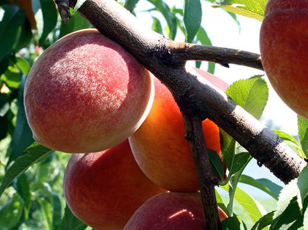 A peach in your garden: planting, grooming and pruning