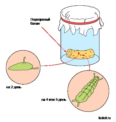 The first stages of development of fruit flies