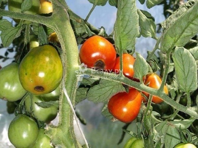 The first signs of top rot on tomatoes