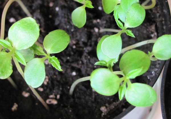 De första groddarna av stevia