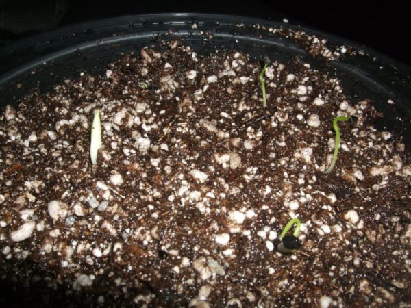 The first shoots.