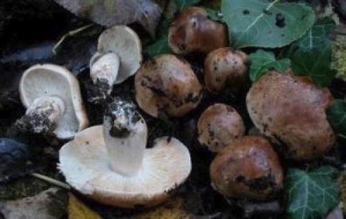 Ciupercă de gresie. Ciuperci Gerbil fotografie și descriere