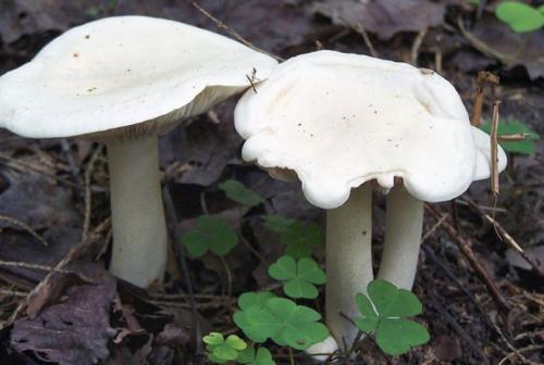 Sandstone mushroom. Gerbil mushrooms photo and description