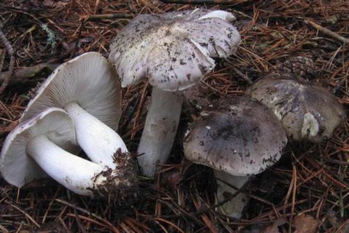 Pískovcová houba. Fotografie a popis hub Gerbil