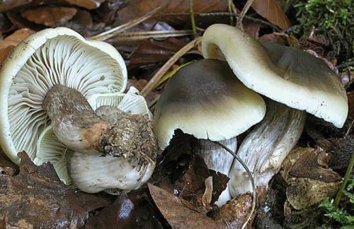 Sandstone mushroom. Gerbil mushrooms photo and description