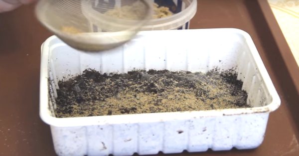 Mold sand on seedlings