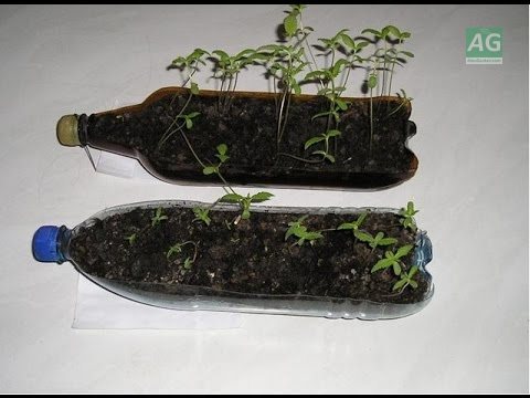 pet bottle for seedlings