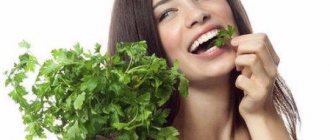Parsley for women: benefits and harms, useful properties and contraindications