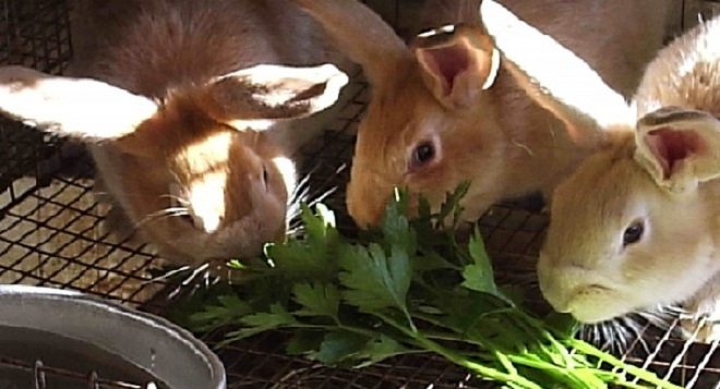 Магданозът в диетата на зайците допринася за увеличаване на теглото